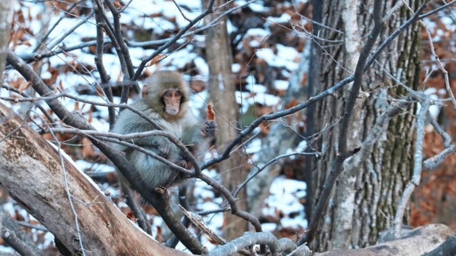 From Tokyo: Private Tour Snow Monkey Park & Zenko-ji Temple - Timing and Car Time: What a 10-Hour Day Feels Like