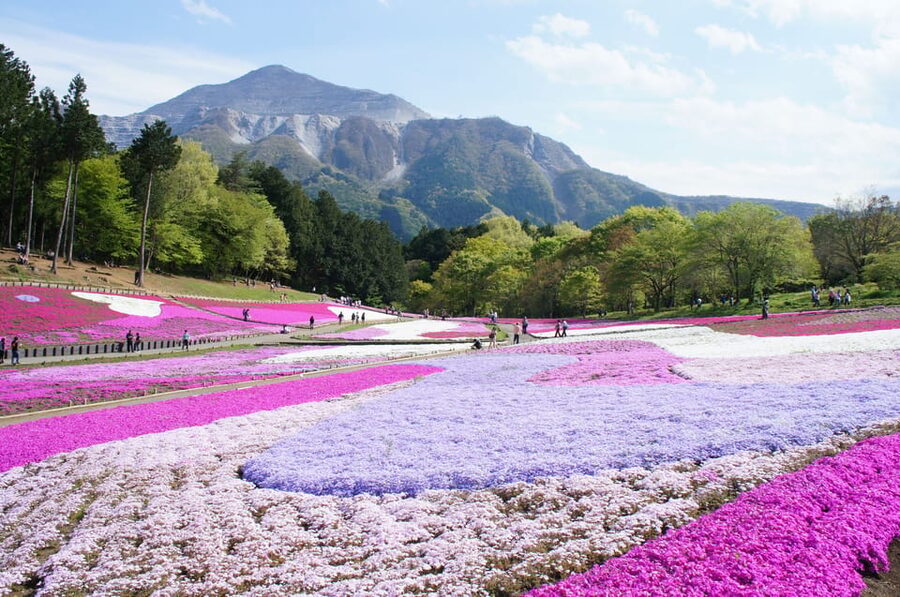 From Tokyo: Seibu Railway 1 Day Pass and Nagatoro - Key things you’ll like about this Seibu and Nagatoro day