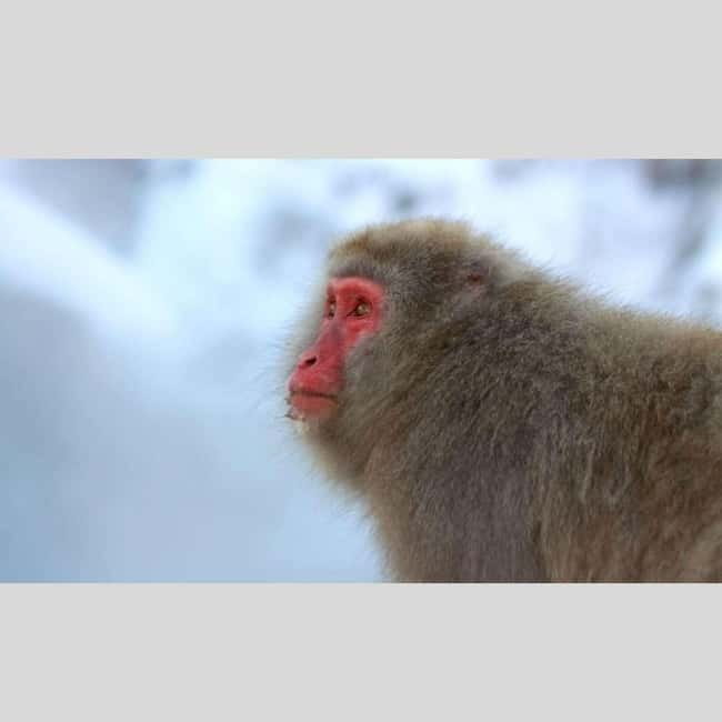 From Tokyo: Snow Monkey Park and Miso Production Day Tour - Private Snow Monkey Day Trips: Why the car matters