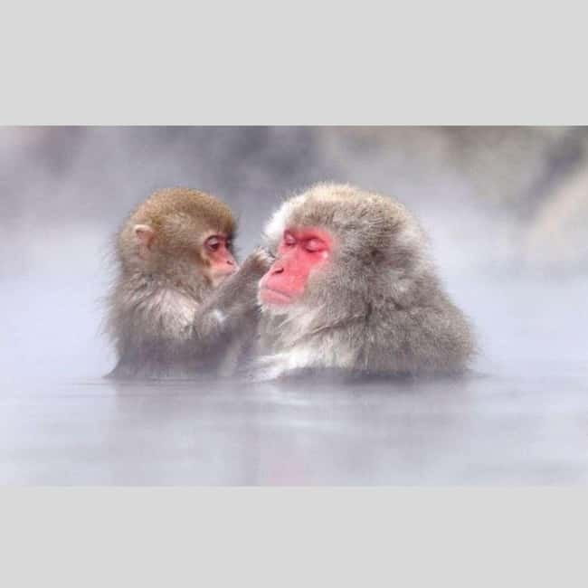 From Tokyo: Snow Monkey Park and Miso Production Day Tour - How the timing works (and why it can feel like a full day)