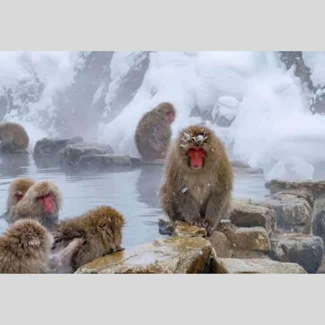 From Tokyo: Snow Monkey Park and Miso Production Day Tour - Stop 1: Jigokudani Monkey Park, hot springs and icy footing
