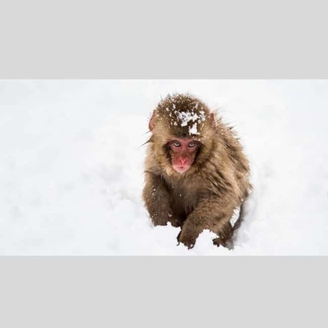 From Tokyo: Snow Monkey Park and Miso Production Day Tour - Stop 5: Shibu Onsen, a hot spring village finish