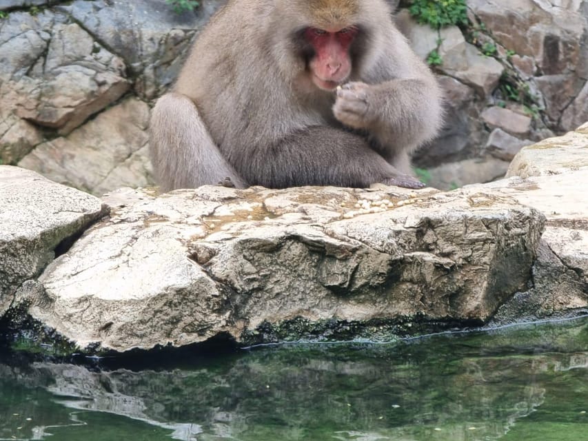 From Tokyo: Snow Monkey Private Customize Day Tour - Key Points You Should Know Before You Go