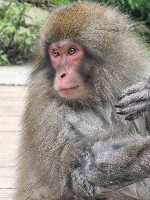 From Tokyo: Snow Monkey Private Customize Day Tour - A Private Tokyo-to-Nagano Day That Feels Like Your Own Plan