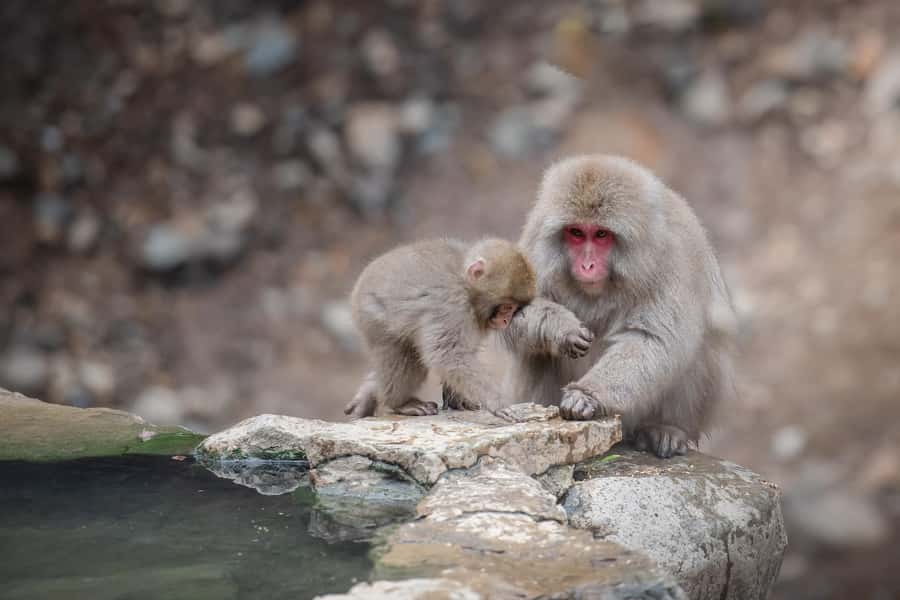 From Tokyo: Snow Monkeys and Zenkoji Temple Day Trip - Zenkoji Temple: The 7th-Century Stop That Feels Like a Journey