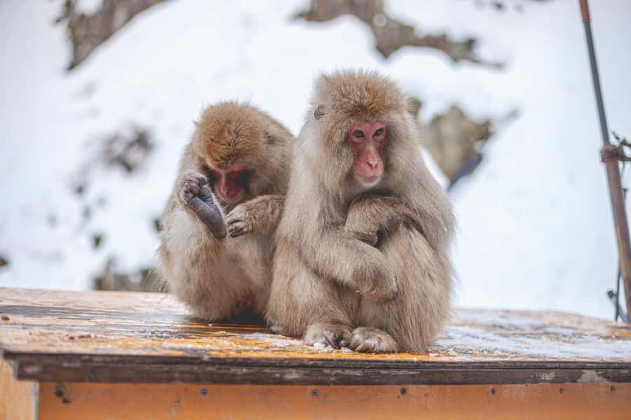 From Tokyo: Snow Monkeys and Zenkoji Temple Day Trip - Price and Value: What $515 for Up to 6 Actually Buys
