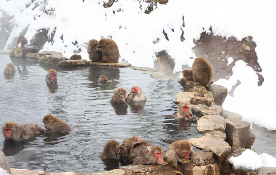 From Tokyo: Snow Monkeys and Zenkoji Temple Day Trip - Nagano Road Trip Timing: What the 4-Hour Drive Means for Your Day