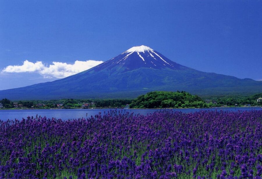 Fuji/Hakone Private Tour, English speaking guide, Photograph - Lake Kawaguchiko and Oishi Park: Boats, Flowers, and Fuji Reflections