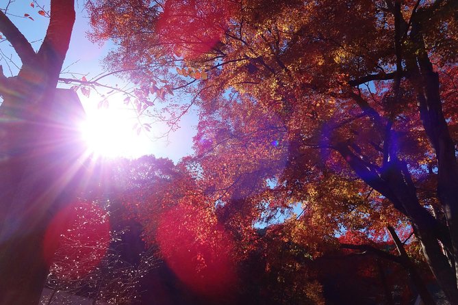 Full Day Hiking Tour at Mt.Takao including Hot Spring - Stop 2 matters more than you think: Yakuo-in Yuki-ji Temple