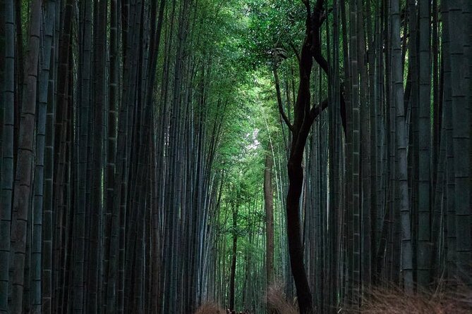 Full-Day Private Tour to Discover The Best of Tokyo - Sensō-ji Temple and the shopping street inside the courtyard