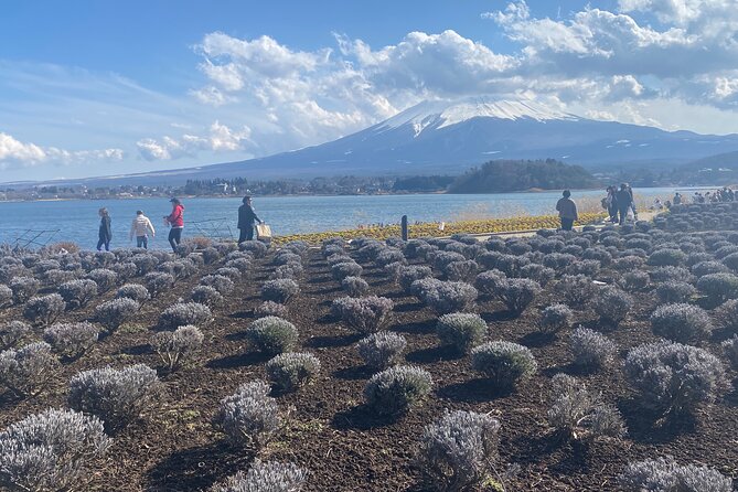 Full Day Private Tour to Mt Fuji by Luxury Vehicle - Price and Value for Up to 6 People