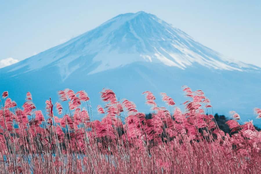 Full-Day Tour to the Picturesque Spots of Mount Fuji - Key reasons this Mount Fuji tour hits