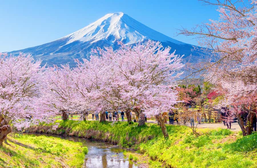 Full-Day Tour to the Picturesque Spots of Mount Fuji - Oishi Park and Lake Kawaguchiko, where kochia turns the shore into a photo set