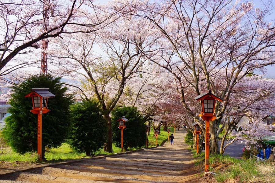 Full-Day Tour to the Picturesque Spots of Mount Fuji - Arakurayama Sengen Park, 400 steps, shrine history, and the Chureito alignment