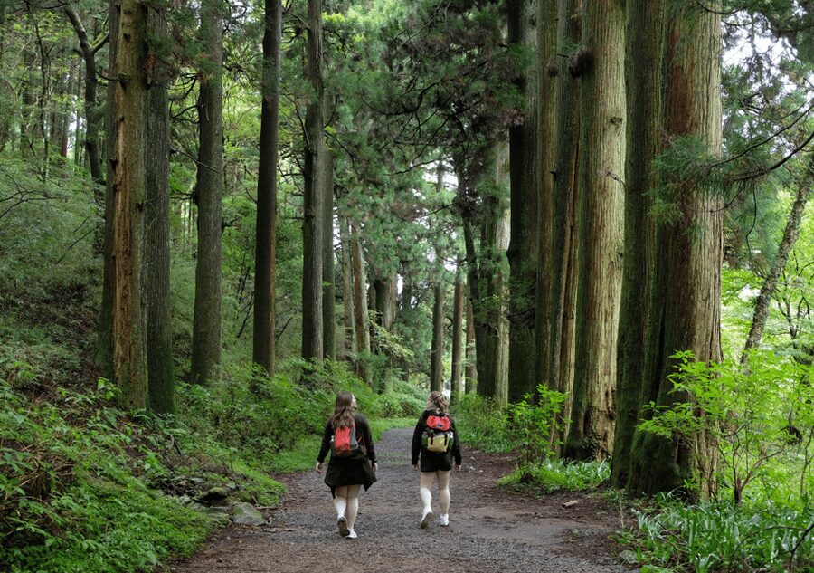 Hakone Hachiri: Old Tokaido Highway Hiking Half-day tour - Old Tokaido cobbles: the walk that makes the story physical