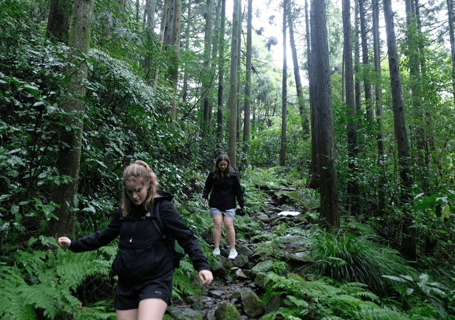 Hakone Hachiri: Old Tokaido Highway Hiking Half-day tour - Ancient cedar avenue: shinrin-yoku in plain sight