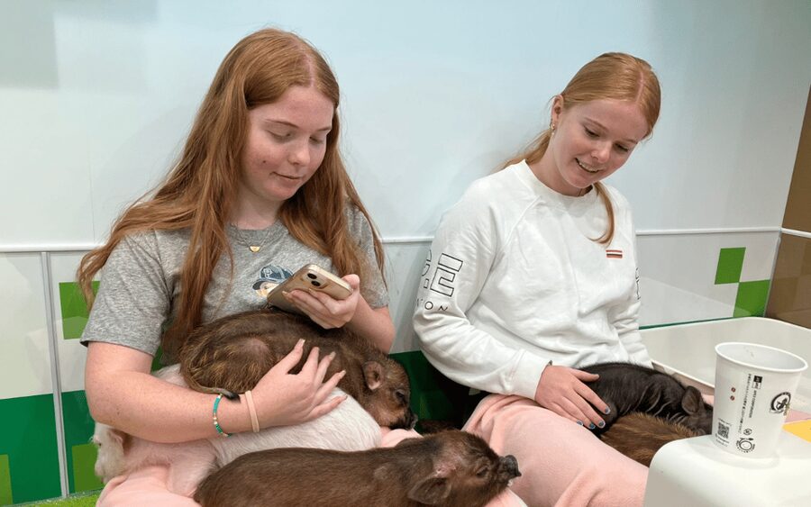 Harajuku : Blend of Tradition & Pop Culture for Family Tour - mipig cafe Harajuku: meeting micro pigs and handling the rules
