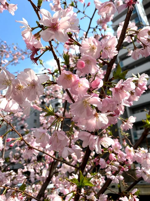 Hidden Gem Food & Drink Night Tour near Roppongi - Key highlights to plan for