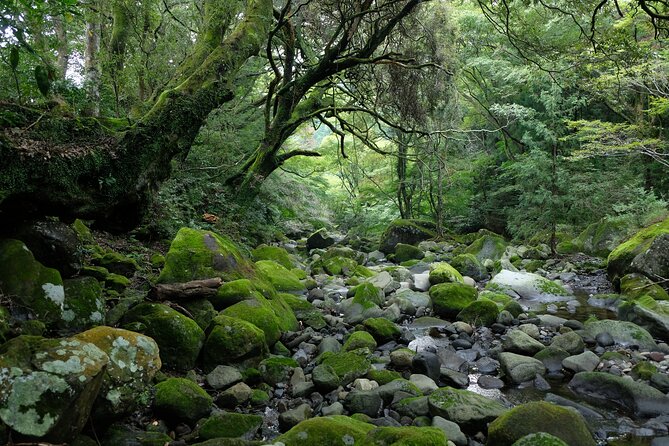 Hike Japan Heritage Hakone Hachiri (Half Day) - Lake Ashi finish, Mt Fuji photo odds, and onward travel around 1pm