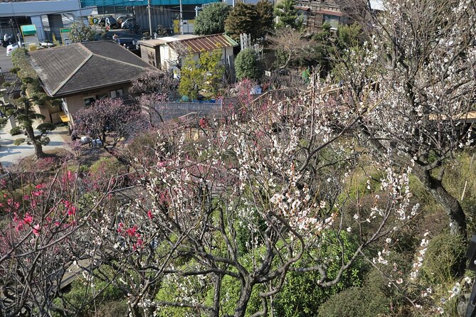 Historic Temple・traditional Japanese garden＆ Eating around at a shopping strip - Who this tour suits, and who should consider alternatives