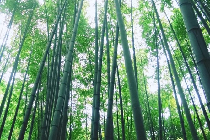 Kamakura Bamboo Forest and Great Buddha Private Tour - Hokoku-ji Bamboo Forest: cool air, matcha breaks, and quiet mystery