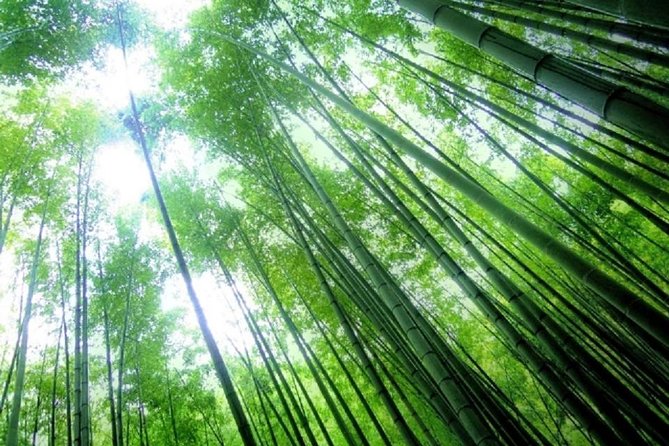 Kamakura Bamboo Forest and Great Buddha Private Tour - Tsurugaoka Hachimangu Shrine: a central shrine with war god roots