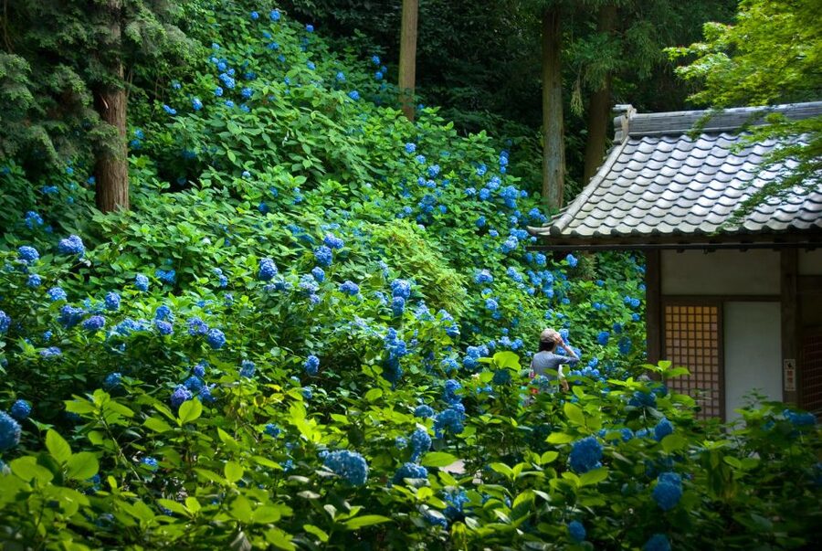 Kamakura: Great Buddha, Hase Temple, & Komachi Street Tour - Hase-dera temple stroll, hydrangea season and wish-making