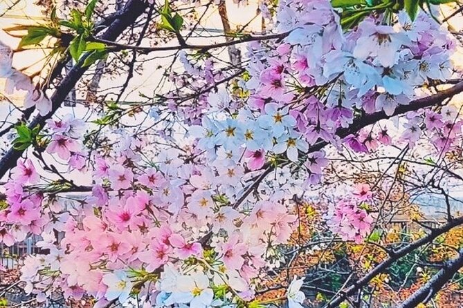 Licensed Guide Tokyo Meguro Cherry Blossom Walking Tour - Meguro cherry blossoms, guided so you see more