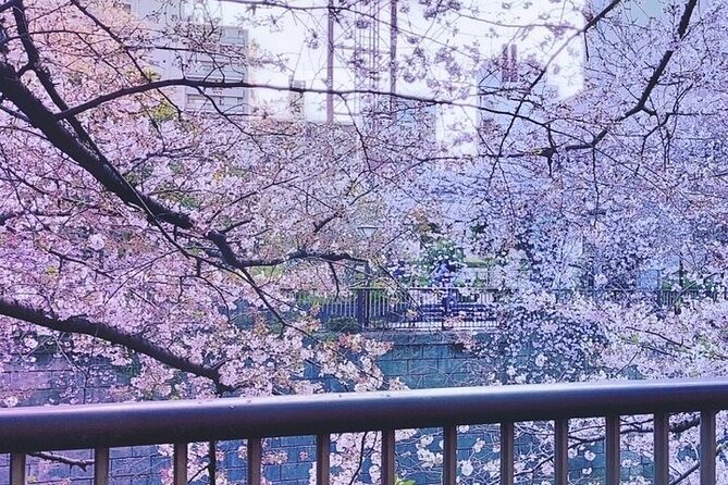 Licensed Guide Tokyo Meguro Cherry Blossom Walking Tour - Meguro River: the cherry blossom walk that actually works