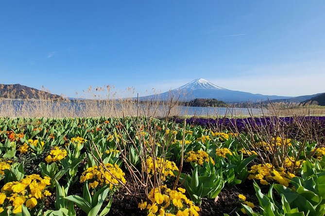 Mount Fuji Adventures Private English Tour With Hotel Pick Up - Oshino Hakkai: ponds, fish, and a slower, human scale