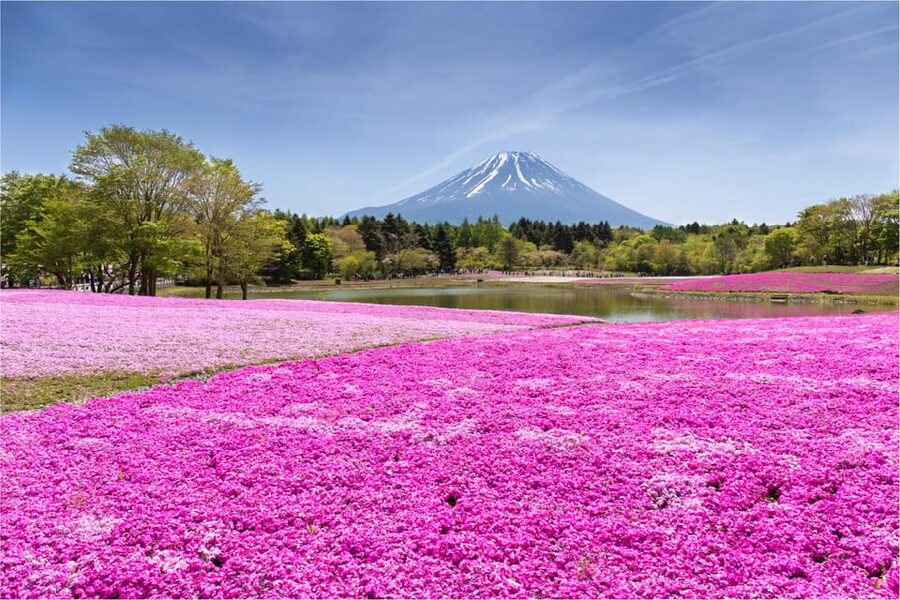 Mount Fuji and Hakone Tour with Personal Driver & Transport - Arakura Fuji Sengen Shrine: Fuji With a Shrine View, Plus Real Photo Time