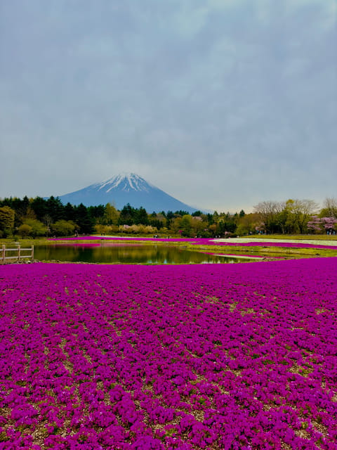Mount Fuji Hakone with English-speaking Guide - Oshino Hakkai and Kitaguchi Hongu Fuji Sengen Jinja, the calm between the big scenes