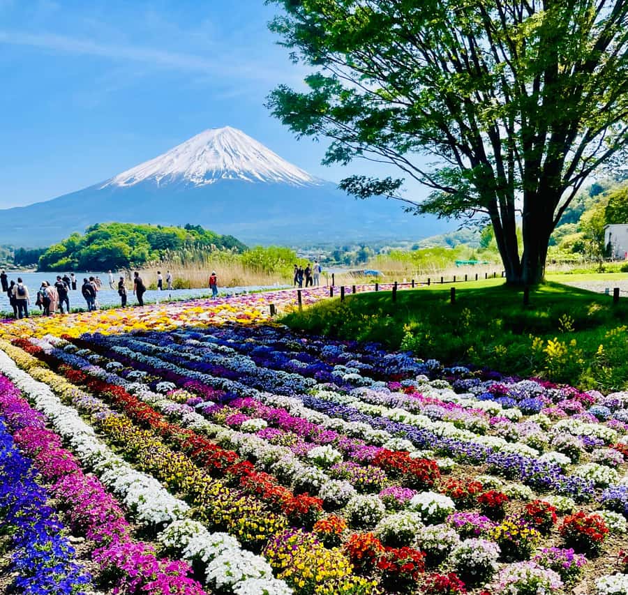 Mount Fuji One Day Private Tour With English Speaking Driver - Private Mt. Fuji From Tokyo, With Your Pace in Control