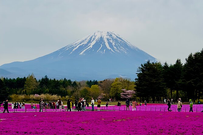 Mt. Fuji, Cherry Blossom & Shiba Sakura Pvt. Day Tour - Key Things I’d Watch Before You Go