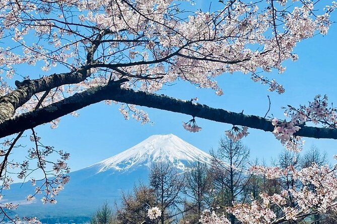 Mt. Fuji, Cherry Blossom & Shiba Sakura Pvt. Day Tour - Setting Your Timing: Morning Start Times and Weather Luck