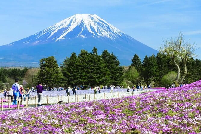 Mt. Fuji Day tour: Kawaguchi Lake Ropeway, Matcha, Oshino Hakkai - Price and logistics: what $66.05 really buys you