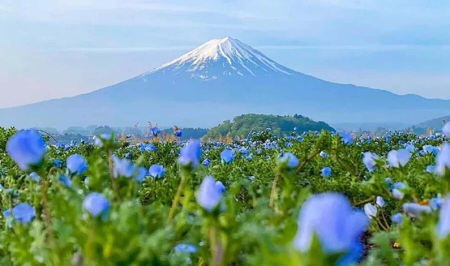 Mt. Fuji & Lake Kawaguchiko Ropeway Panorama Full-Day Tour - Key points worth knowing before you go