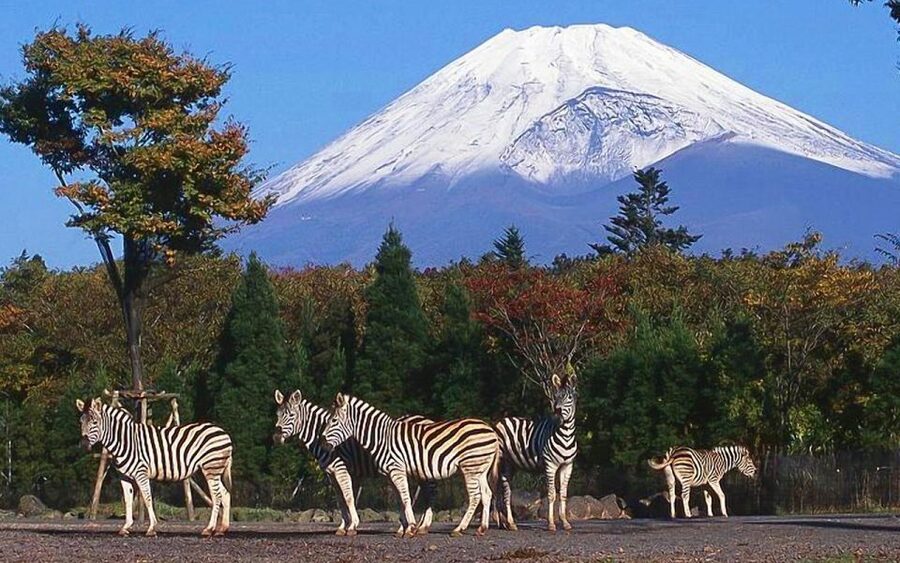 Mt Fuji : Private 10-Hour Luxury Tour by Exclusive Car - The 10-hour flow: where the best Fuji views tend to happen