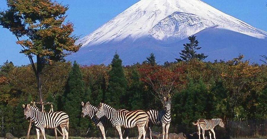 Mt Fuji : Private 10-Hour Luxury Tour by Exclusive Car - Toyota Alphard comfort, and what it means for your day