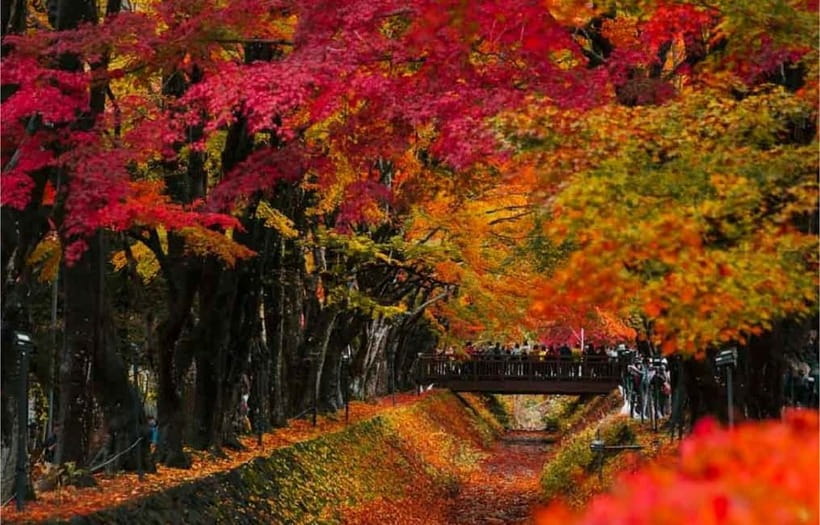 Mt Fuji Top 5 Spots Day Tour: Arakurayama Park,Oshino Hakkai - What the Guides and Drivers Add to Your Experience