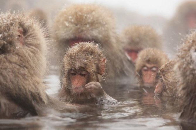 Nagano Snow Monkey 1 Day Tour with Beef Sukiyaki Lunch from Tokyo - Key things to know before you go