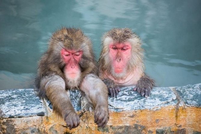 Nagano Snow Monkey 1 Day Tour with Beef Sukiyaki Lunch from Tokyo - A Tokyo to Nagano day trip built around wild hot springs