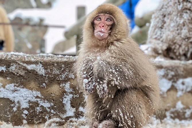 Nagano Snow Monkey 1 Day Tour with Beef Sukiyaki Lunch from Tokyo - What makes this tour feel magical, and what can change that day