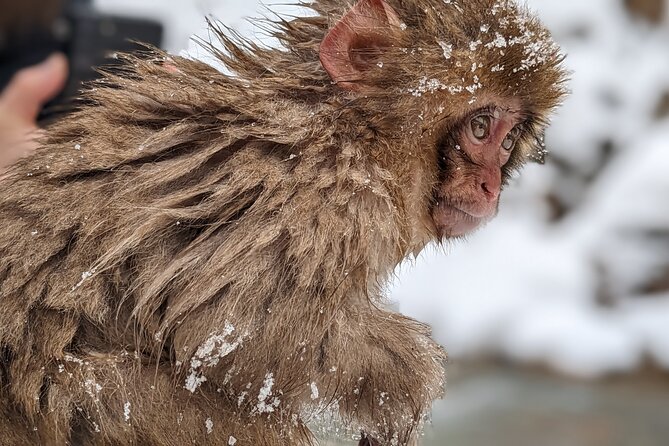 Nagano Snow Monkey 1 Day Tour with Beef Sukiyaki Lunch from Tokyo - Kamakura no Sato: winter snow hut lights in late January to late February
