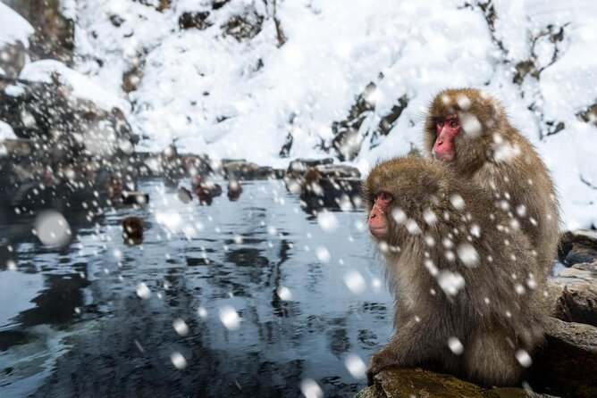 Nagano Snow Monkey 1 Day Tour with Beef Sukiyaki Lunch from Tokyo - Price and logistics: why this costs what it costs