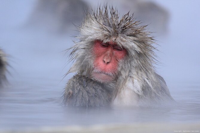 Nagano Snow Monkey 1 Day Tour with Beef Sukiyaki Lunch from Tokyo - The one drawback I would plan around: long day, cold, and slow footing