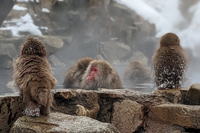 Nagano Snow Monkey 1 Day Tour with Beef Sukiyaki Lunch from Tokyo - Stop 1: Shinshu Fruitsland, sukiyaki lunch and local shopping time
