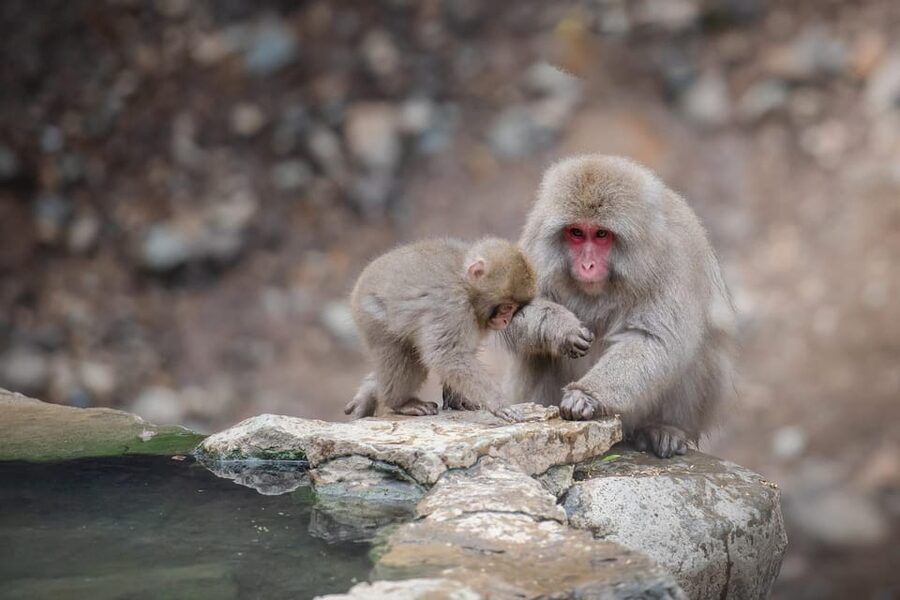 Nagano: Snow Monkeys, Zenkoji Temple & Sake Day Trip - Key things that make this Nagano day trip work