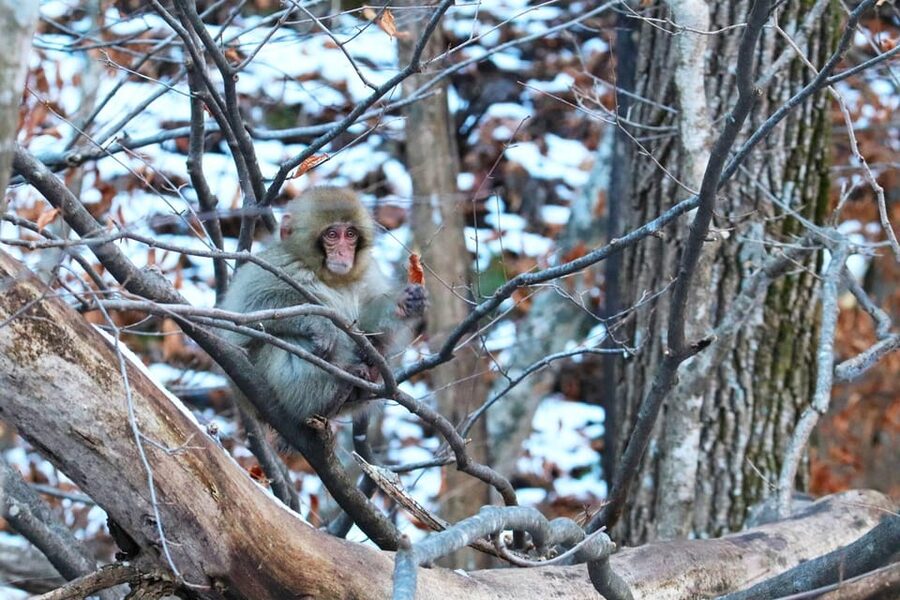 Nagano: Snow Monkeys, Zenkoji Temple & Sake Day Trip - Why Nagano in winter hits different