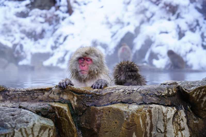 Nagano: Snow Monkeys, Zenkoji Temple & Sake Day Trip - Getting to Nagano from Tokyo, and how to plan your day